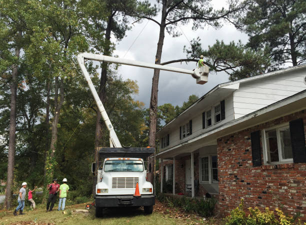 Professional Tree Care in Four Square Mile, CO