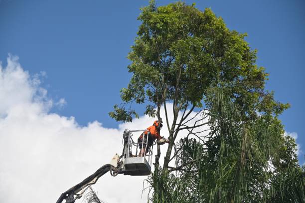 Best Tree Health Inspection  in Four Square Mile, CO