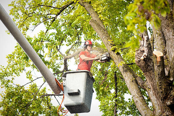 Best Firewood Processing and Delivery  in Four Square Mile, CO