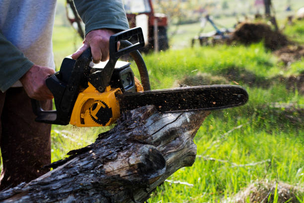 How Our Tree Care Process Works  in  Four Square Mile, CO